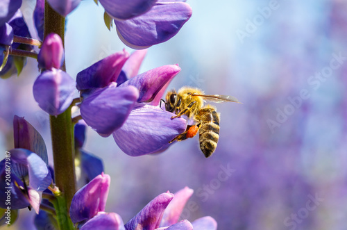 Bee collects nectar on a flower .