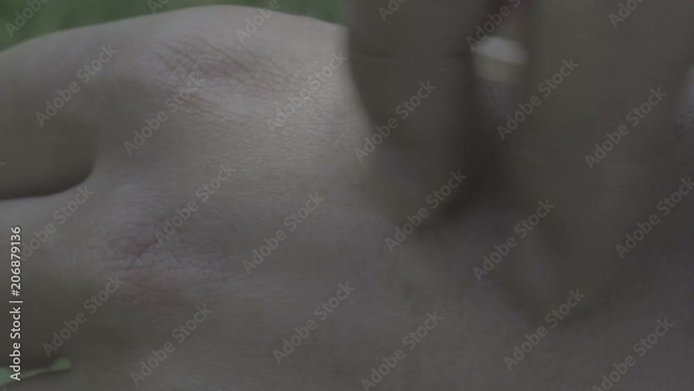 Macro of mosquito (Aedes aegypti) sucking blood close up on the human skin. put off inscect and scratching the place of bite Macro of mosquito (Aedes aegypti) sucking blood close up on the human skin. put off inscect and scratching the place of bite