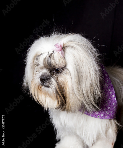  the face of a shihtzu dog standing on a black background