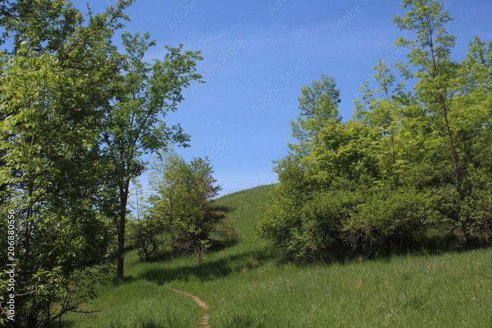Blue Path Blue Path