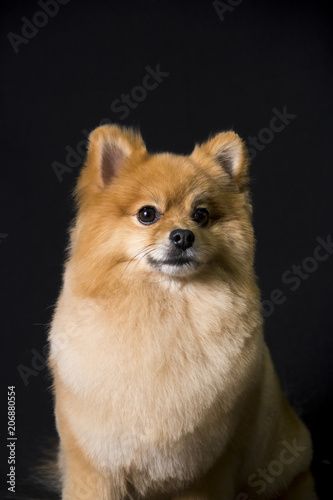  the face of a pomeranian dog sitting on a black background