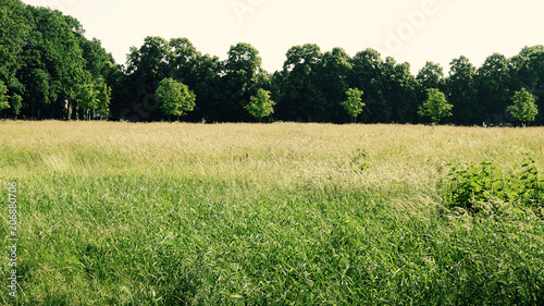 Springtime on a field in Belgium.