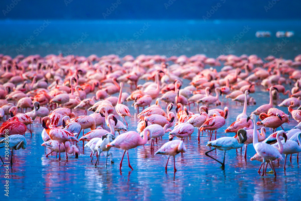 ballena administración Bienes diversos Birds of Africa. Kenya. Flock of flamingos. African flamingo. Travel to  Kenya. Safari with animals. Lake Nakuru. foto de Stock | Adobe Stock