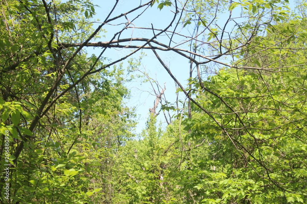 Obraz premium Forest View