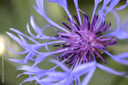 Purple Flower Closeup