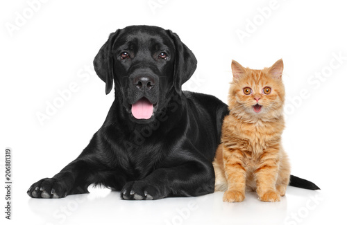 Fototapeta Naklejka Na Ścianę i Meble -  Happy Cat and Dog on a white