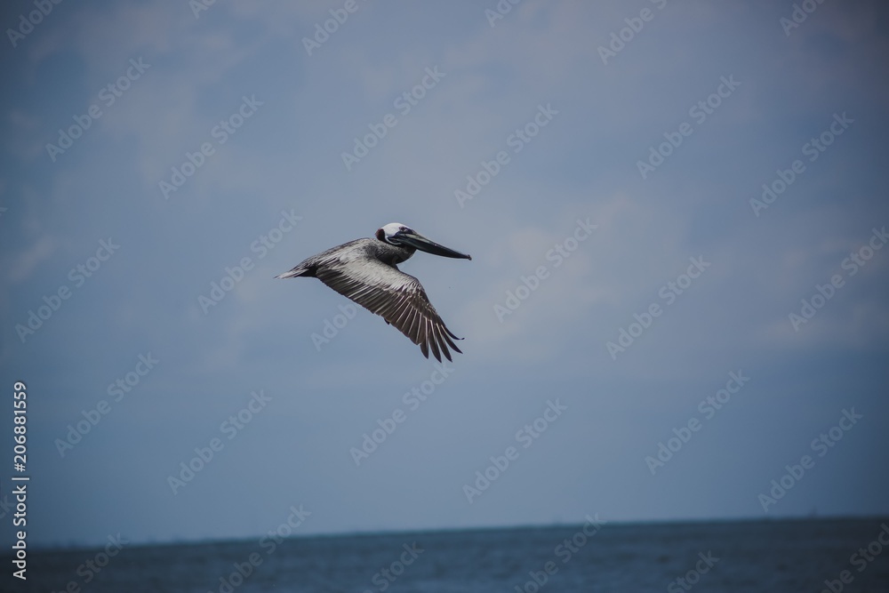 Naklejka premium Pelican flying 
