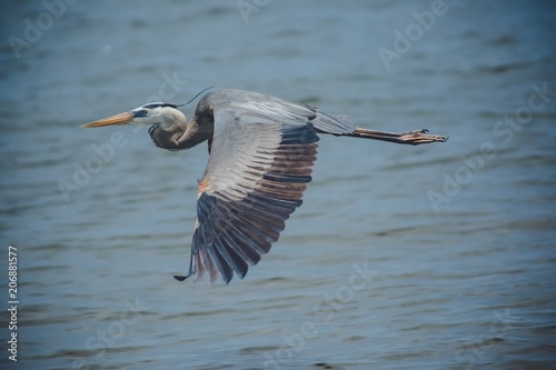 Fotografi Flying heron
