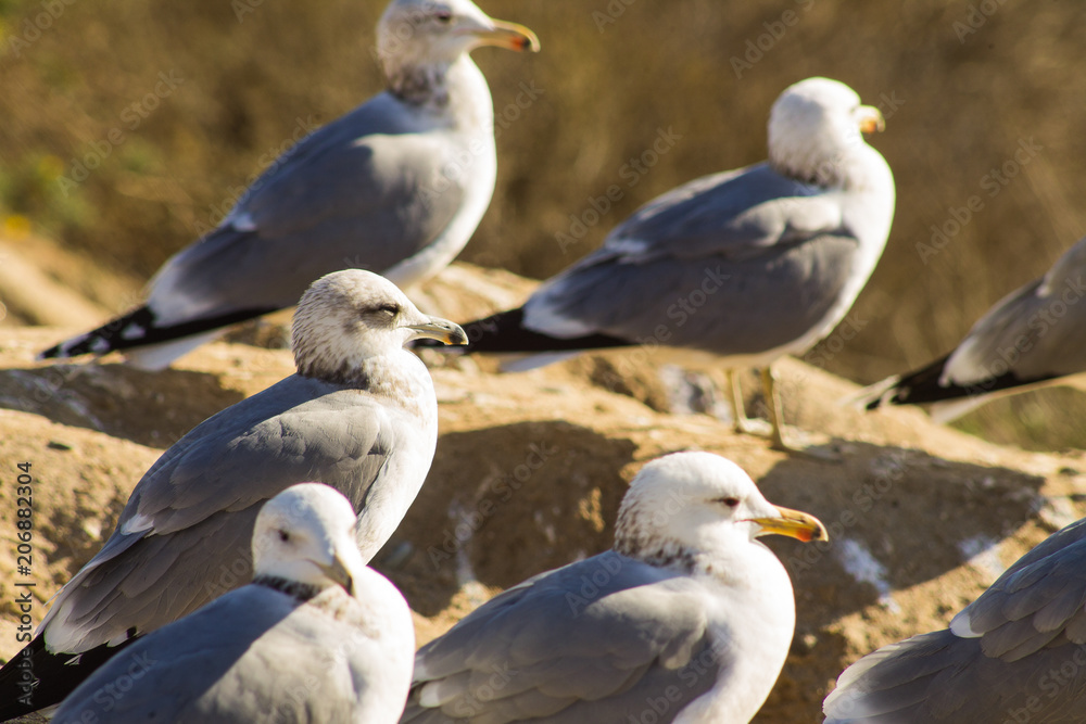 Obraz premium Seagull in the sun