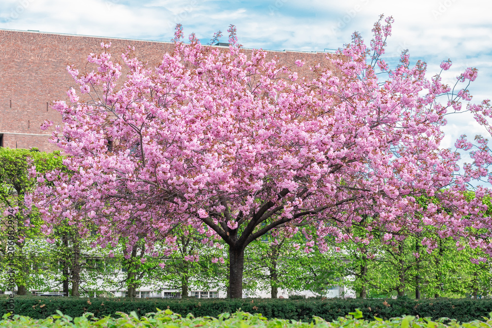 Obraz premium Pink Cherry Tree in Bloom in Park in Spring. Cherry blossom, sakura flowers, pink flowers. Blue sky
