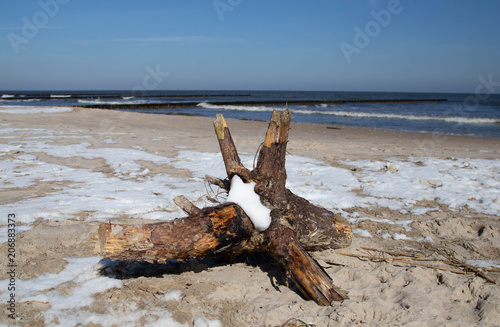 Wurzel am Strand von Zempin