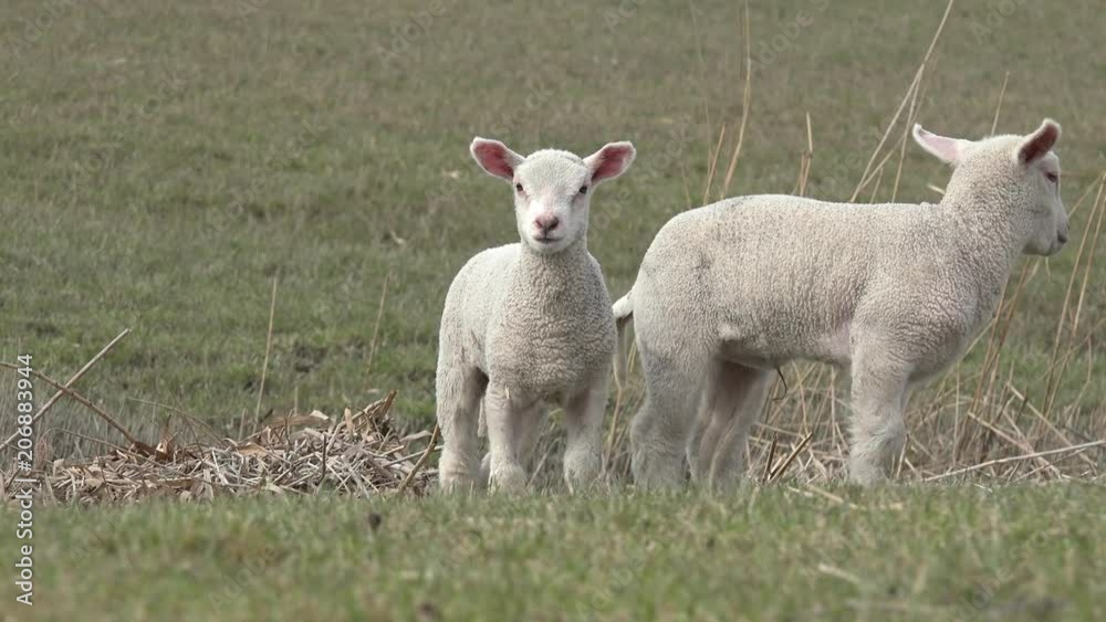 two white lambs standing on pasture two white lambs standing on pasture
