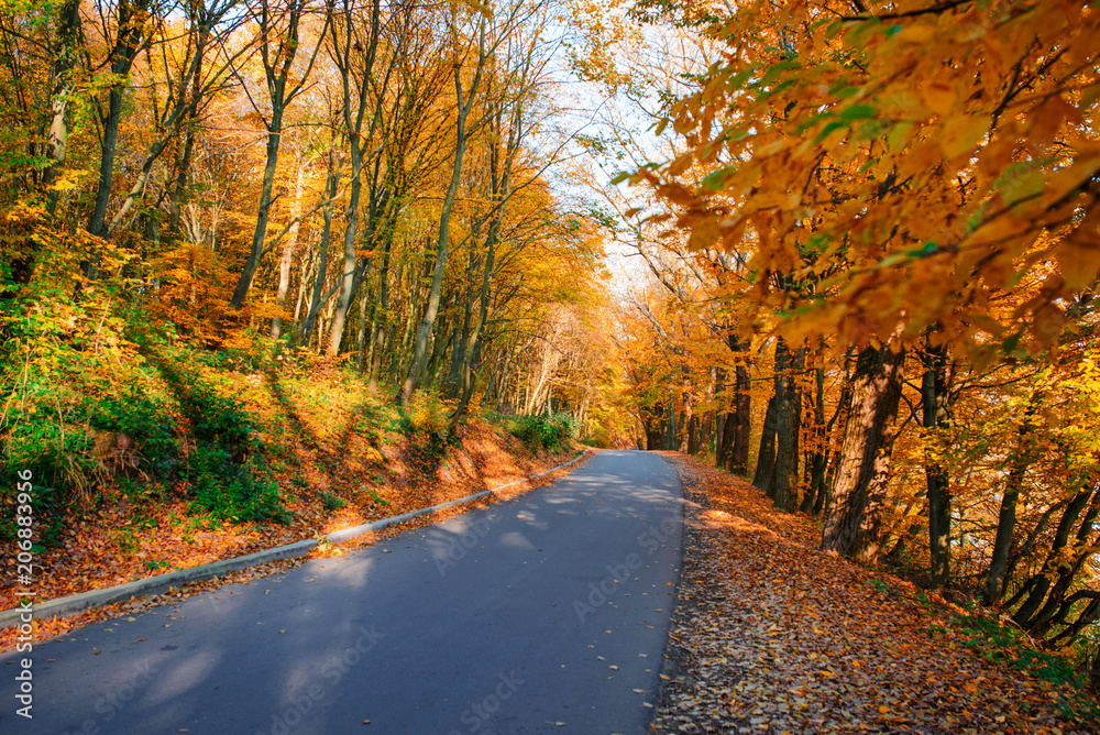 Obraz premium Bright and scenic landscape of new road across auttumn trees with fallen orange and yellow leaf