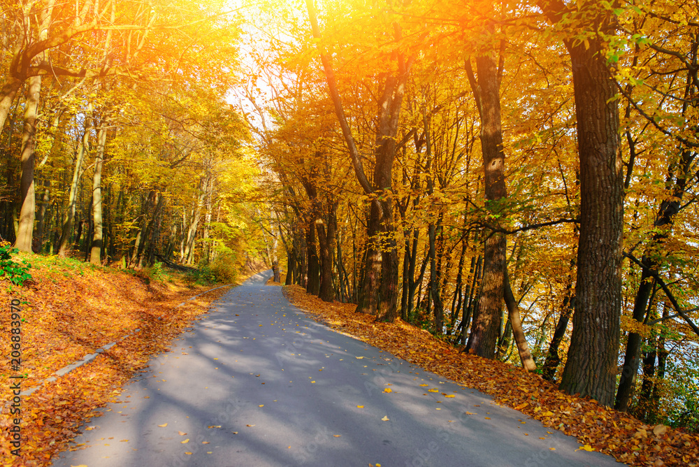 Obraz premium Bright and scenic landscape of new road across auttumn trees with fallen orange and yellow leaf