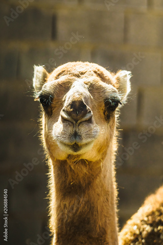 Closeup of Camel in the desert of iran