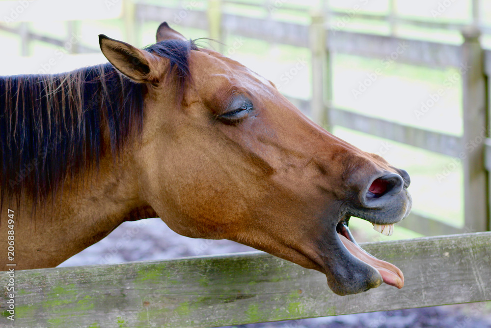 Funny Horse Face Yawning Stock Photo | Adobe Stock