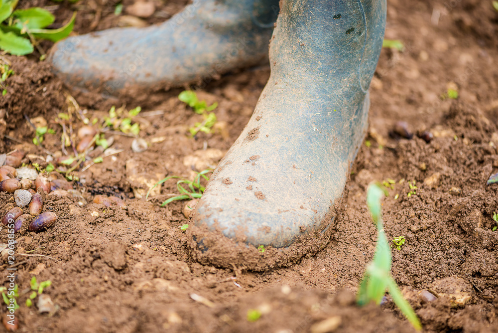Close up of men's rubber boots in the garden soil Close up of men's rubber boots in the garden soil