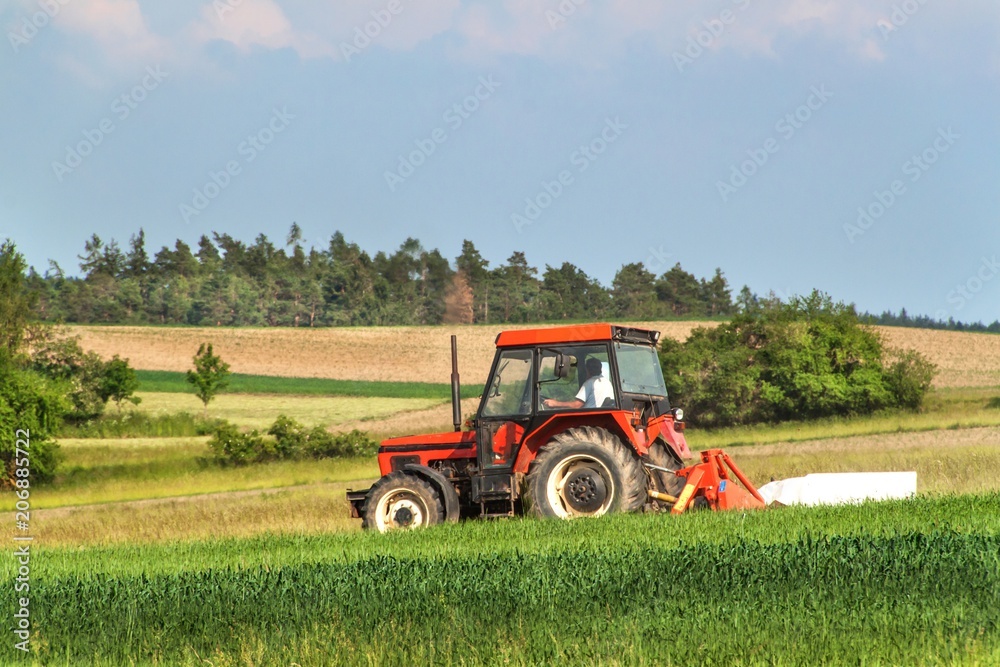 Fototapeta premium Old red tractor sails the meadow. Summer work on an agricultural farm.