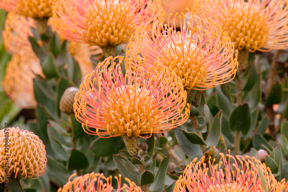 Pincushion Protea (Leucospermum cordifolium) aka Flame Giant in bloom