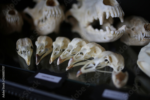 Fotografie Chicken and Dog Skulls for Sale at an Oddity and Curiosities Shop