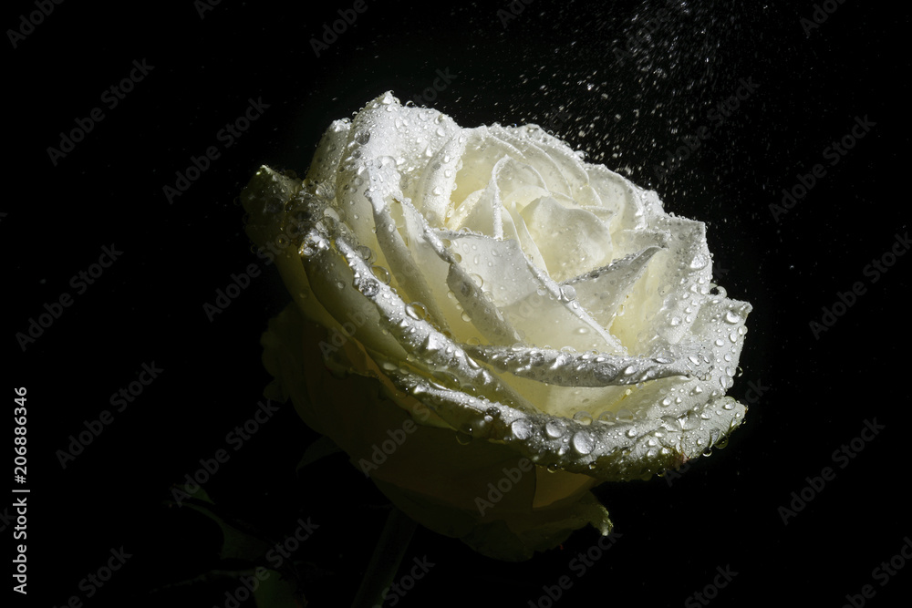 gocce di acqua su una rosa bianca Stock Photo | Adobe Stock
