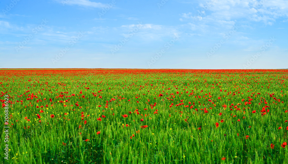 Large field with flowering poppies. Crimea, Russia