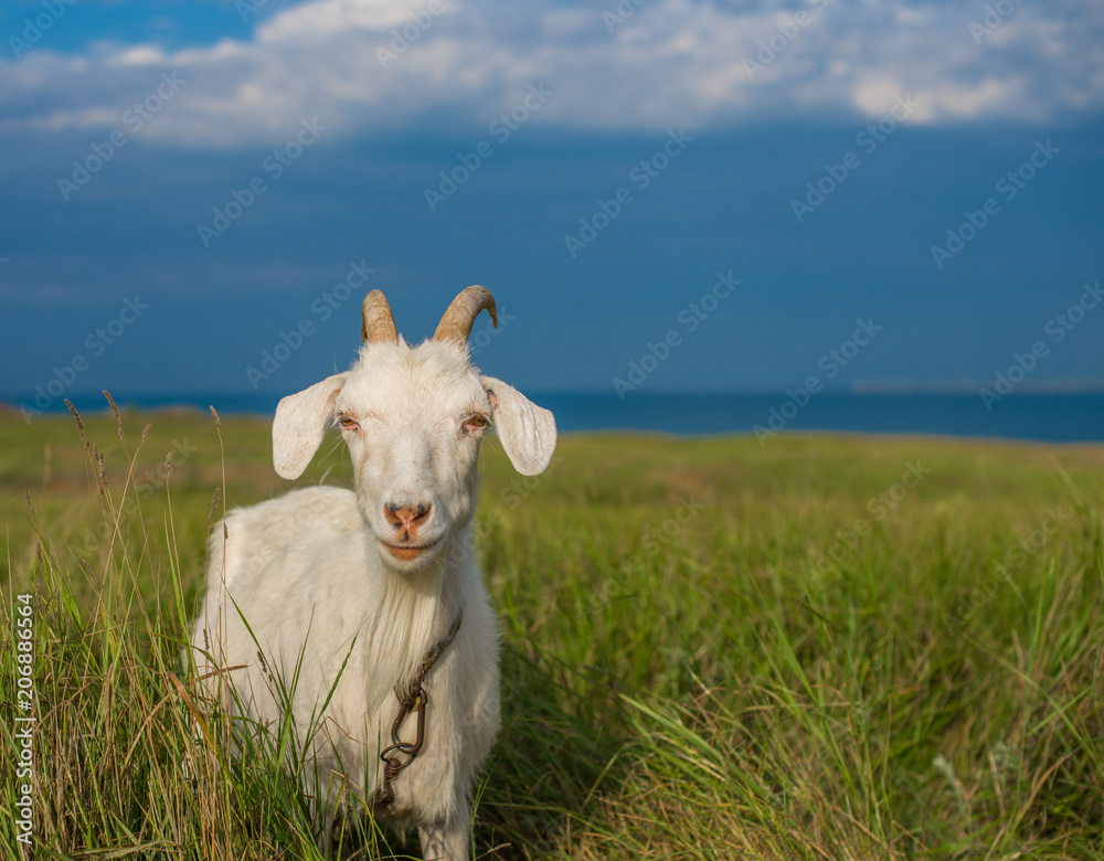 White domestic goat grazing on the field near the sea White domestic goat grazing on the field near the sea