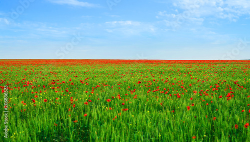 Large field with flowering poppies. Crimea, Russia