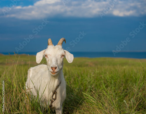 White domestic goat grazing on the field near the sea