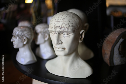 Phrenology Head Busts