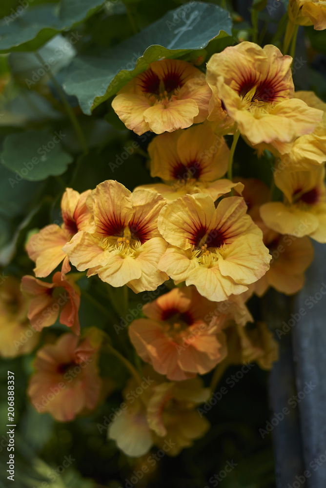 Obraz premium Tropaeolum majus