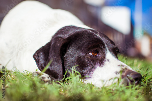 Close-up of dog lying on the grass