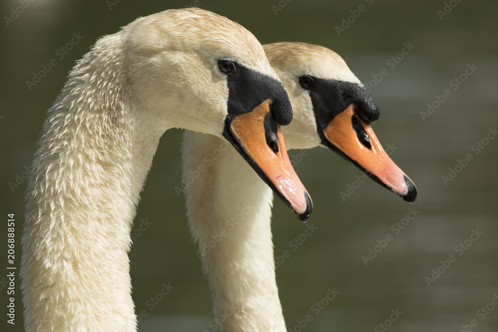 Mute Swan Mute Swan