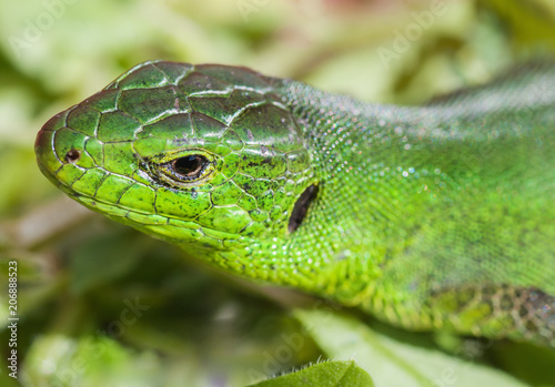 frontal portrait of green lizard
