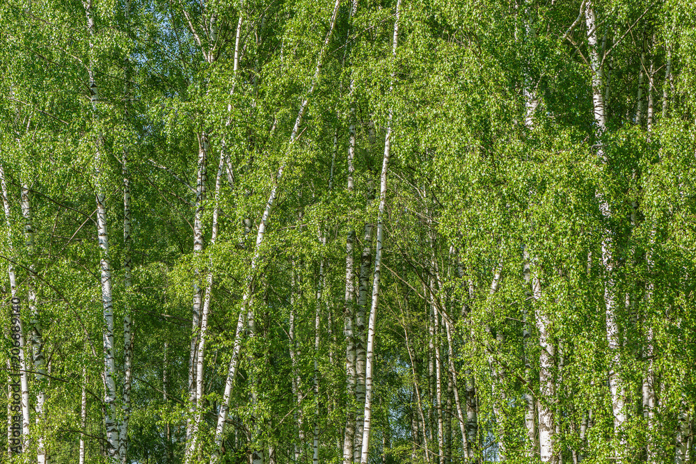 Fototapeta premium Brzozowego drzewa lasu tło.