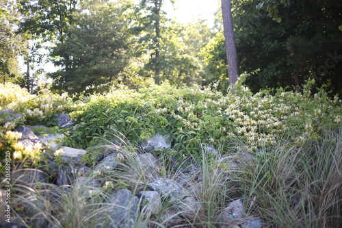 Honeysuckle Growing from Large Rock Pile with Sunlight and Trees in the Background