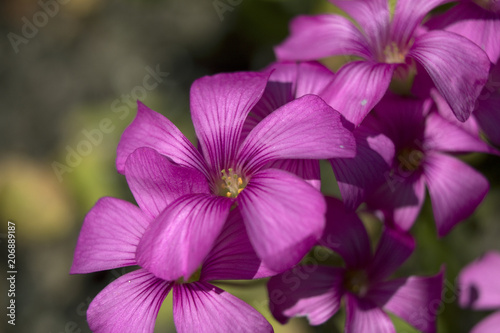 Oxalis articulata 2