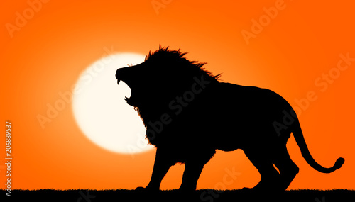 Fototapeta Naklejka Na Ścianę i Meble -  the lion 'king of the forest' roars at sunset