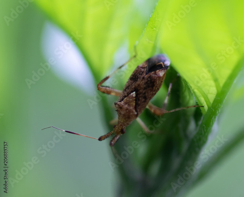 tiny bug on a jalapeño plant