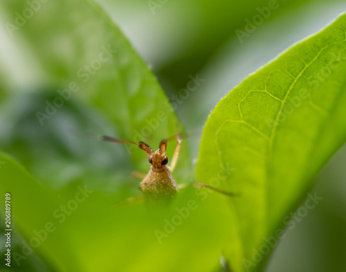 tiny bug on a jalapeño plant