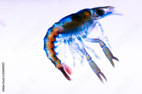 European lobster stage 3