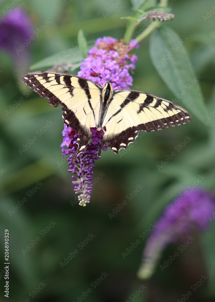 Obraz premium Butterfly