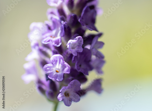blooming lavender © Brittany