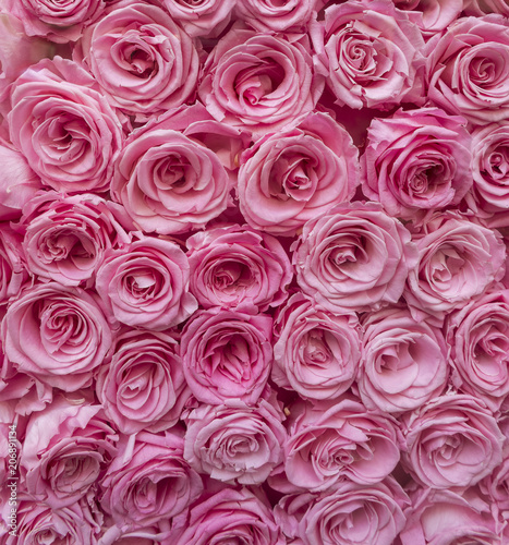 Pile of pink petal roses
