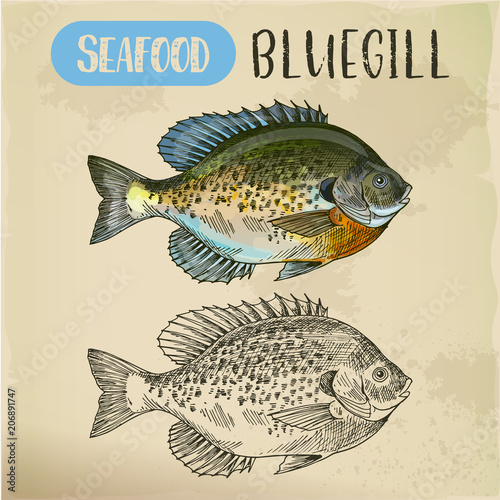 Bluegill sketch or hand drawn seafood
