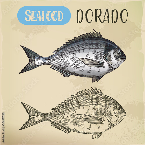 Sketch of dorado or mahi-mahi, dolphinfish