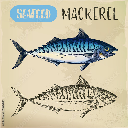 Mackerel hand drawn signboard for fish store