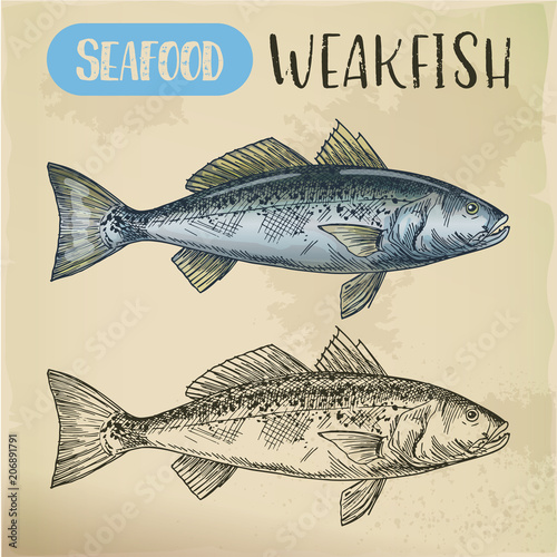 Sea trout or weakfish sketch for vegetarian shop