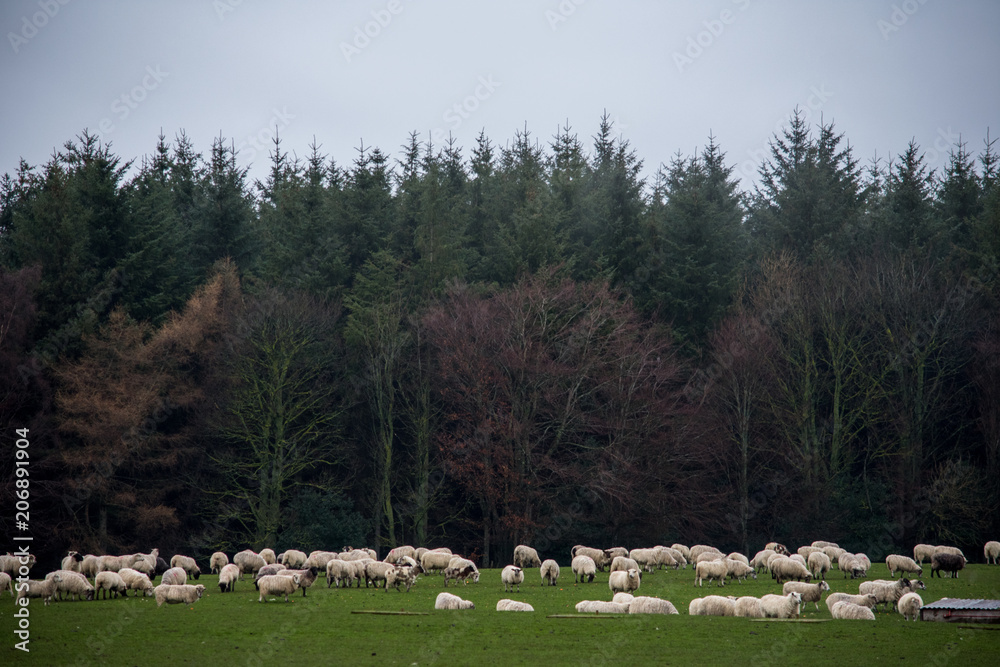 Fototapeta premium A herd of sheep in a field