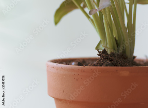 Modern terricotta garden